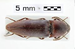 Foto (Dorsalansicht) von Xanthopenthes apicatus (Schimmel, 1999)